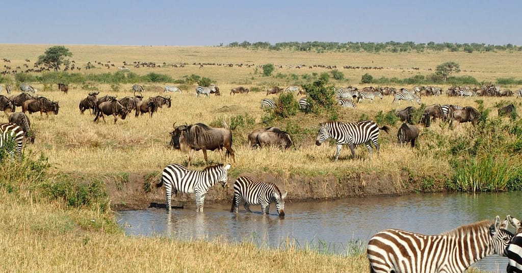 Kenya Safari Packages for Exceptional Wildlife Journeys
